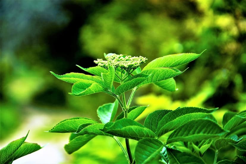 Ashwagandha vs rhodiola for stress relief