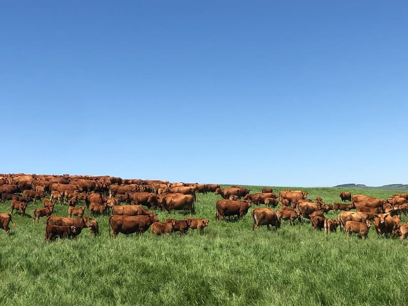 Grass-Fed vs Feedlot Beef, What New Metabolomics Suggests