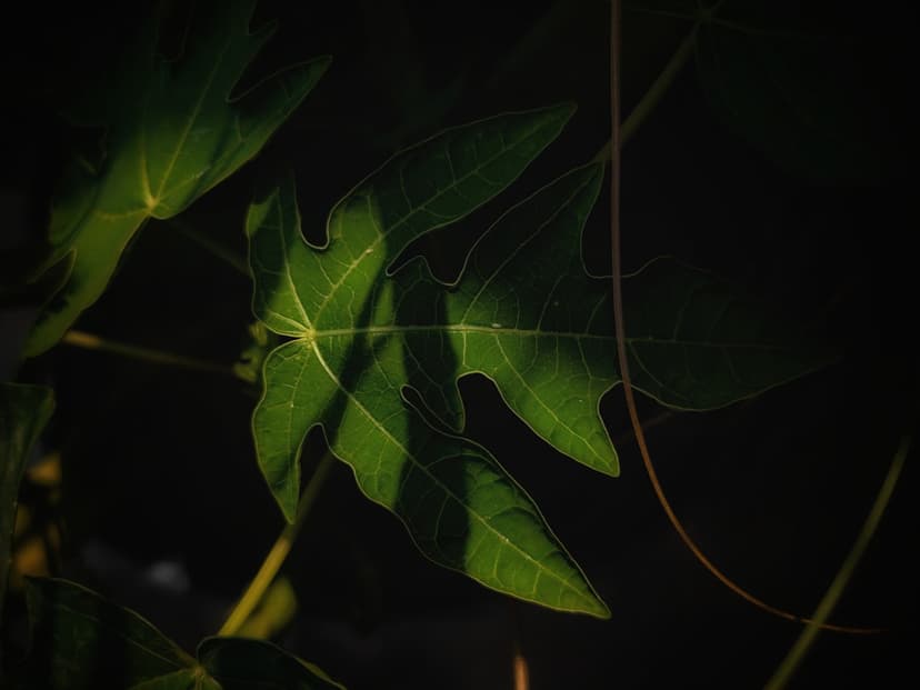 Harnessing Long Wavelength Light: How Leaves Boost Mitochondrial Health