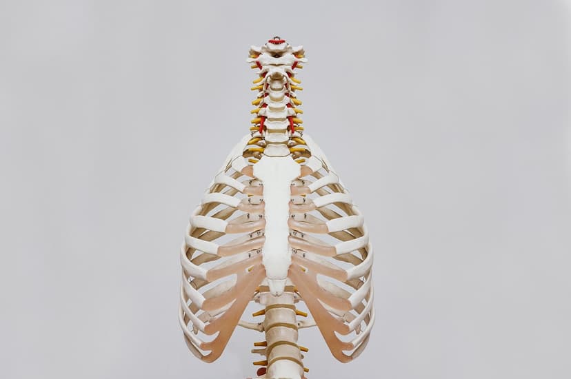 REMS vs DEXA: Doctors Explain Bone Density Testing