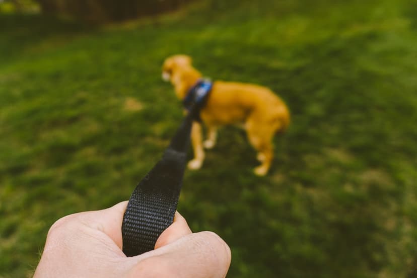 What Weird Dog Gadgets Teach Us About Cognition
